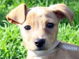 Vocal, lively, loyal, and affectionate, this mix is an ideal apartment dweller and combines the best traits of a chihuahua and a dachshund. Chihuahua Dachshund Mix Pets Lovers