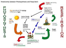 Cellular Respiration Diagram Worksheet Photosynthesis And Photosynthesis And Cellular Respiration Photosynthesis Cellular Respiration