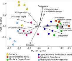 Image result for Rutidea fuscescens