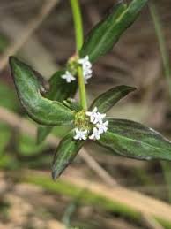 Image result for Spermacoce latituba