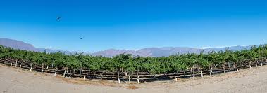 Tagsüber wird es sehr warm, wodurch die trauben eine hohe physiologische reife erreichen; Wein Aus San Juan Argentinien Kaufen Vinexus Weinversand
