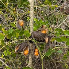 Image result for Guilandina bonduc