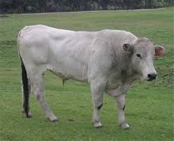 It was a draught cattle breed. Chianina Cattle International Series