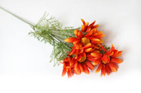 Image result for foto Kopretina