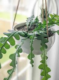 I also experiment in rooting many plants or s. Ric Rac Cactus Care How To Help This Crazy Plant Thrive Indoors