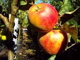 „wenn ich groß bin, will ich einen stand auf dem markt haben. Zwergapfel Delgrina Zwergobstbaume Kaufen Online Im Pflanzen Shop