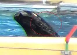 Resultado de imagen de imagenes de loro parque