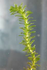 Image result for Nymphoides thunbergiana