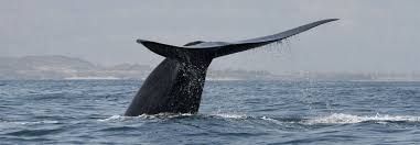 The body is black on the upper surface, with a variable amount of white below, and it has about 30 broad ventral grooves on the. Researchers Discover New Population Of Endangered Blue Whale
