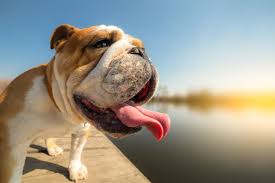 Vous trouverez d'autres œuvres d'art originales d'artistes contemporains en vente dans d'autres sections de veryimportantlot. Coup De Chaleur Chez Le Chien Une Urgence Absolue