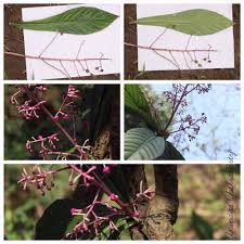 Image result for Morinda asteroscepa