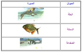 أنواع التنقل عند الحيوانات أنماط التنقل عند الحيوانات