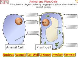 We hope this picture typical animal cell and plant cell diagram can help you study and research. P5 Science Cells Hannahtuition