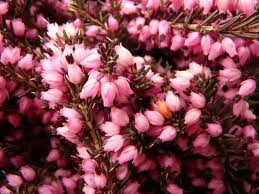 52 Types Of Heather And Heath Flowers With Pictures Florgeous