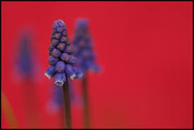 Check spelling or type a new query. Wallpaper Contrast Flowers Garden Red Sky Blue Spring Hintergrund Color Flower Background Flora Colour Bud Kontrast Petal Naturesfinest Blau Blumen Farbe Mygarden Irresistiblebeauty Computer Wallpaper Close Up Macro