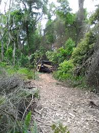 9 Caring for Mother Nature: Restoring a Forest