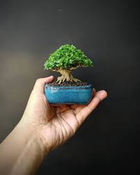 Image result for Premna hans-joachimii