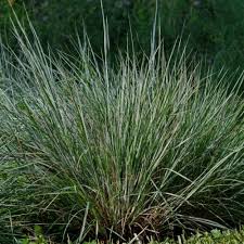 Image result for Eragrostis macrochlamys