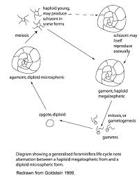 Exam 5A Review Sheet - Everything You Will Need To Know For Lab Exam 5A In  Bio 10! Extremely - Studocu