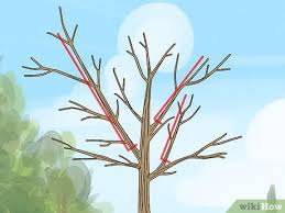 Dnr recommends pruning trees when they have no leaves. How To Trim Oak Trees 9 Steps With Pictures Wikihow
