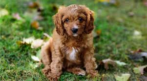 Cavapoos have boomed in popularity because they have such an amicable and winning personality. Cavapoo Dog Breed Information Traits Size Puppy Prices More