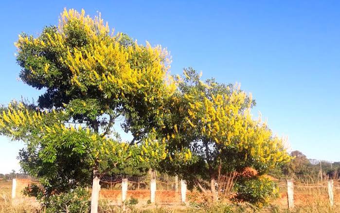 Flora&ccedil;&atilde;o do Cambar&aacute; a &aacute;rvore afrodis&iacute;aca pantaneira - PORTAL MATO GROSSO
