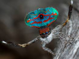 Please like and subscribe if you enjoyed! These Newly Discovered Peacock Spiders Will Change Your Mind About Arachnids