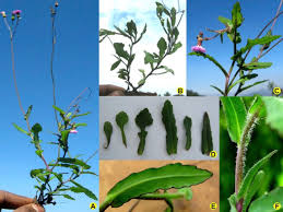 Image result for Emilia violacea