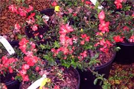 Planting guides how to plant evergreen hedges. Chaenomeles X Superba Texas Scarlet Chaenomeles Texas Scarlet Chaenomeles Speciosa Texas Scarlet Texas Scarlet Flowering Quince Plant Lust