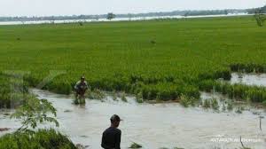 Selain itu kami menyediakan informasi job fair terbaru tahun 2021 di jakarta, bandung jawa barat, bogor, karawang, banten, yogyakarta/jogja, semarang jawa tengah, solo/surakarta, malang. 7 000 Ha Sawah Di Karawang Terancam Puso
