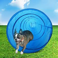 Check spelling or type a new query. Dog Training Dog Toilet Nz Dog Agility Equipment For Sale Nz Bestdeals Co Nz