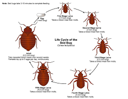 How long does it take for bed bugs to infest. Bed Bugs Public Health And Medical Entomology Purdue Biology Entomology Insects Ticks Diseases Monitoring Control Hot Topics Agriculture Extension