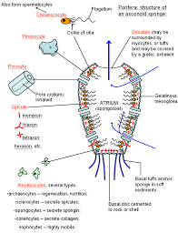 This mode of reproduction, in which a whole body can be regrown from parts of the parent body, is called regeneration, and it. Porifera