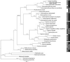 Image result for Fuirena welwitschii