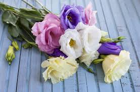 What flowers last the longest outside. Flowers That Won T Wilt In Hot Weather Summer Flower Arrangement Ideas
