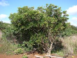Image result for Pittosporum fulvotomentosum