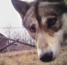 Beachtlich ist aber, dass die tiere in den stark verstrahlten gebieten gesund genug sind. Wildes Tschernobyl Das Freie Wilde Leben Der Wolfe In Der Sperrzone Bilder Fotos Welt