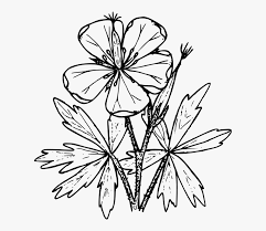 Download and print these wildflower coloring pages for free. Wildflowers Of Colorado Coloring Page Transparent Cartoon Free 1526153 Png Images Pngio