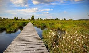 Belgian chocolate is renowned around the world and may be considered a cultural institution. Hd Wallpaper Venn High Fens Belgium Landscape Moor Nature Reserve Swamp Wallpaper Flare