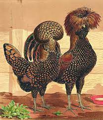 Maybe you would like to learn more about one of these? Murray Mcmurray Hatchery Golden Polish