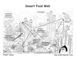 The food chain or the food network refers to the consumption relationship among different this sciencestruck article helps you understand the components of a desert food chain in a closer manner. Sonoran Desert Food Web