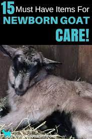 How To Care For Newborn Goats The Organic Goat Lady Goat Care Goats Baby Goats