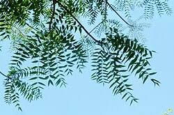 Image result for Kirkiaceae