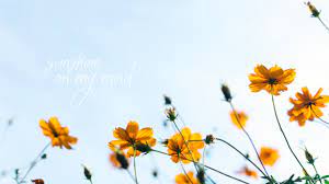 Here you can download aesthetic background for computer in high resolution for your desktop devices for free. Cute Aesthetic Wallpaper Ideas Novocom Top