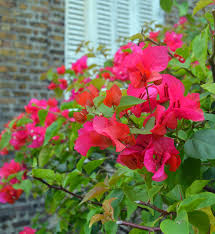 Bougainvillea At St John S Cathedral The Oldest Anglican Church In Central America Belize City Mangrove Swamp Anglican Church