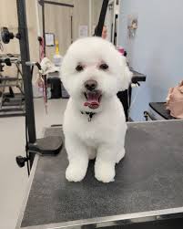 Matteo was the sweetest for his haircut with Danielle!