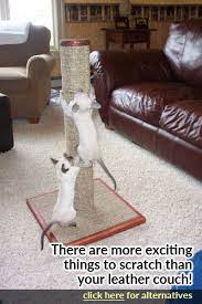Become an eyewitness of live omg events. How To Keep Your Cat Off The Kitchen Counter Purrfectpost Com