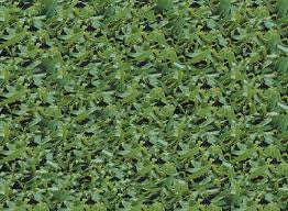 Raleigh St Augustine King Ranch Turfgrass