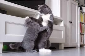 A great way to help your cats get along is by providing each cat with his own enrichment area to call his own. How To Help Cats Get Along All About Cats