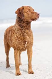 Image result for chesapeake bay retrívr